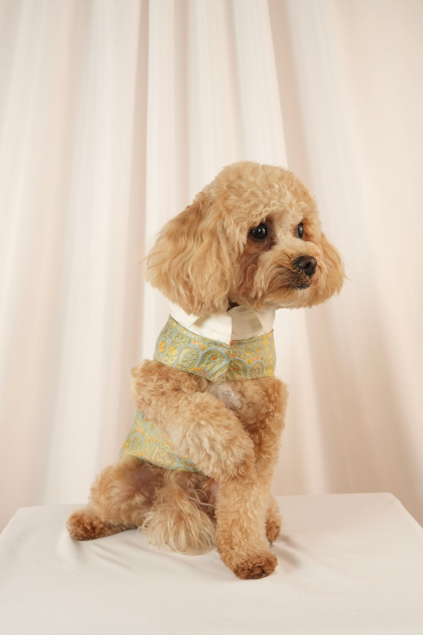 ivy bloom colorful pet vest