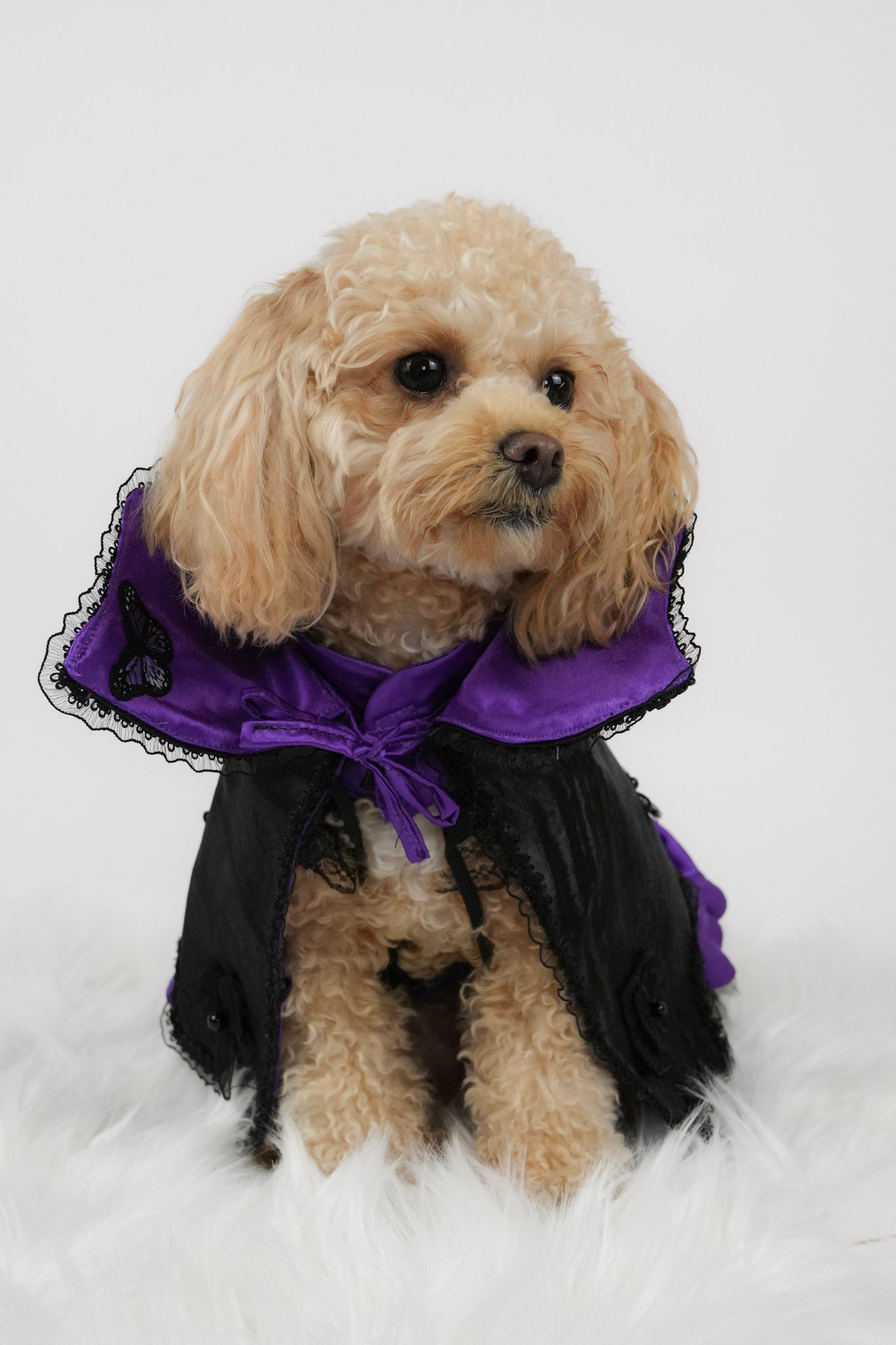 halloween outfit for pets
