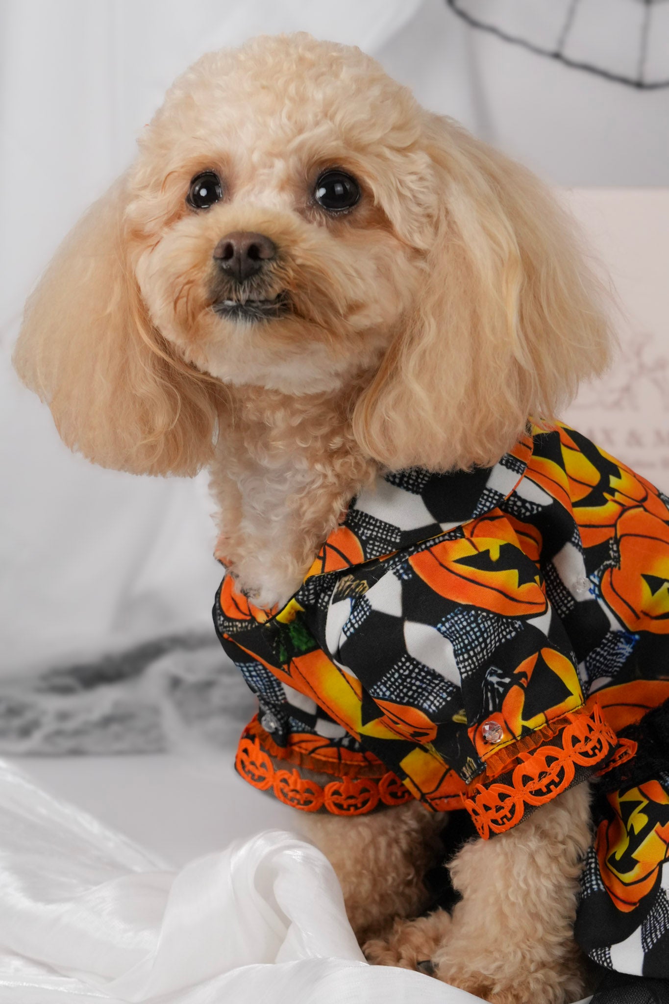 Halloween pumpkin pet dress