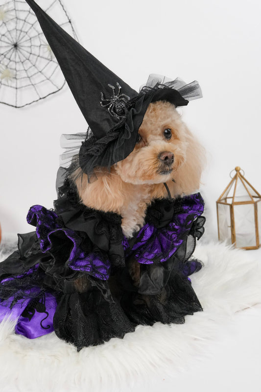halloween witch pet dress