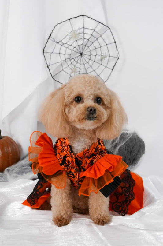 spooky chic pet outfit