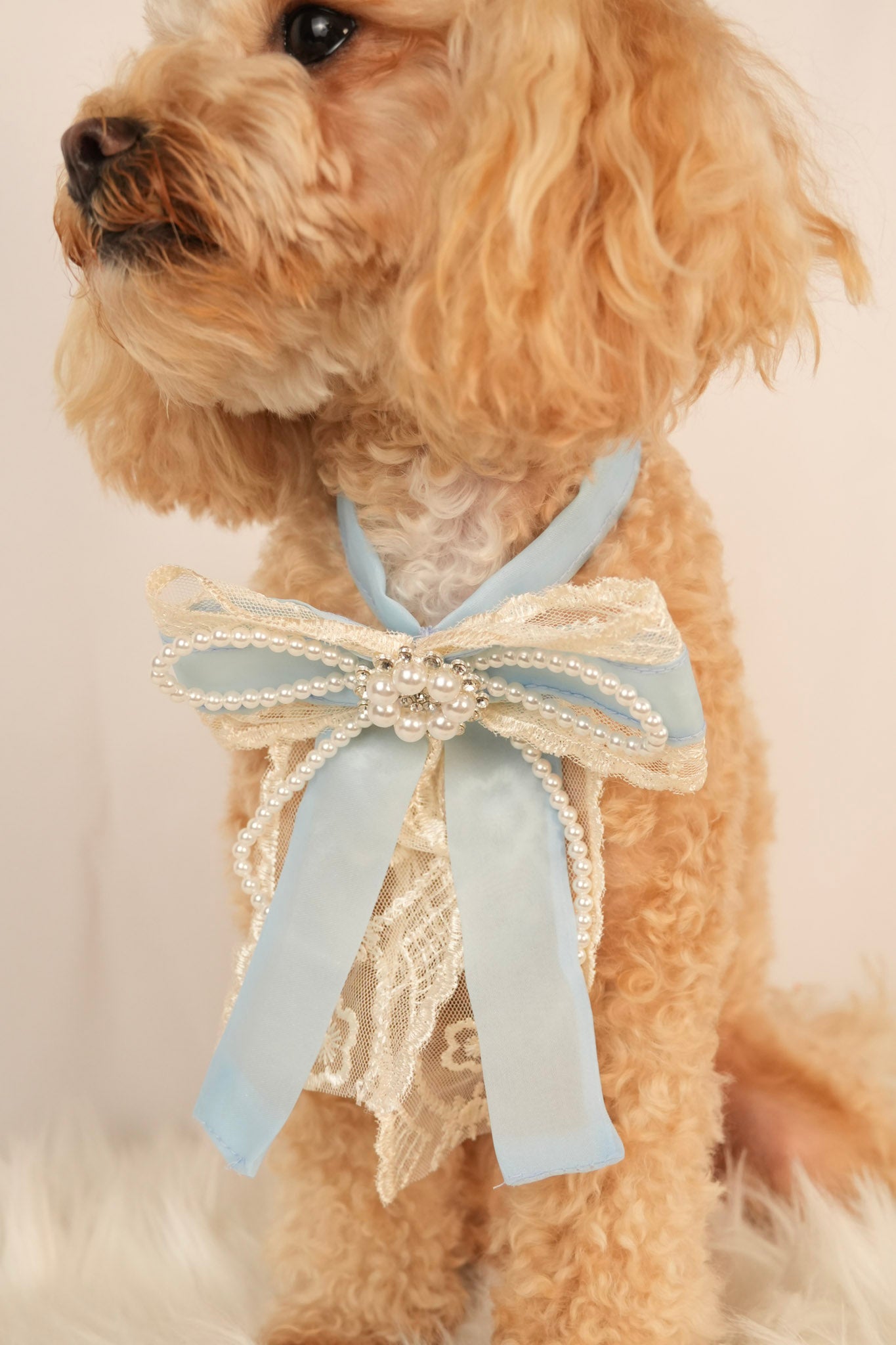 pearl pet necklace with cute bow charm