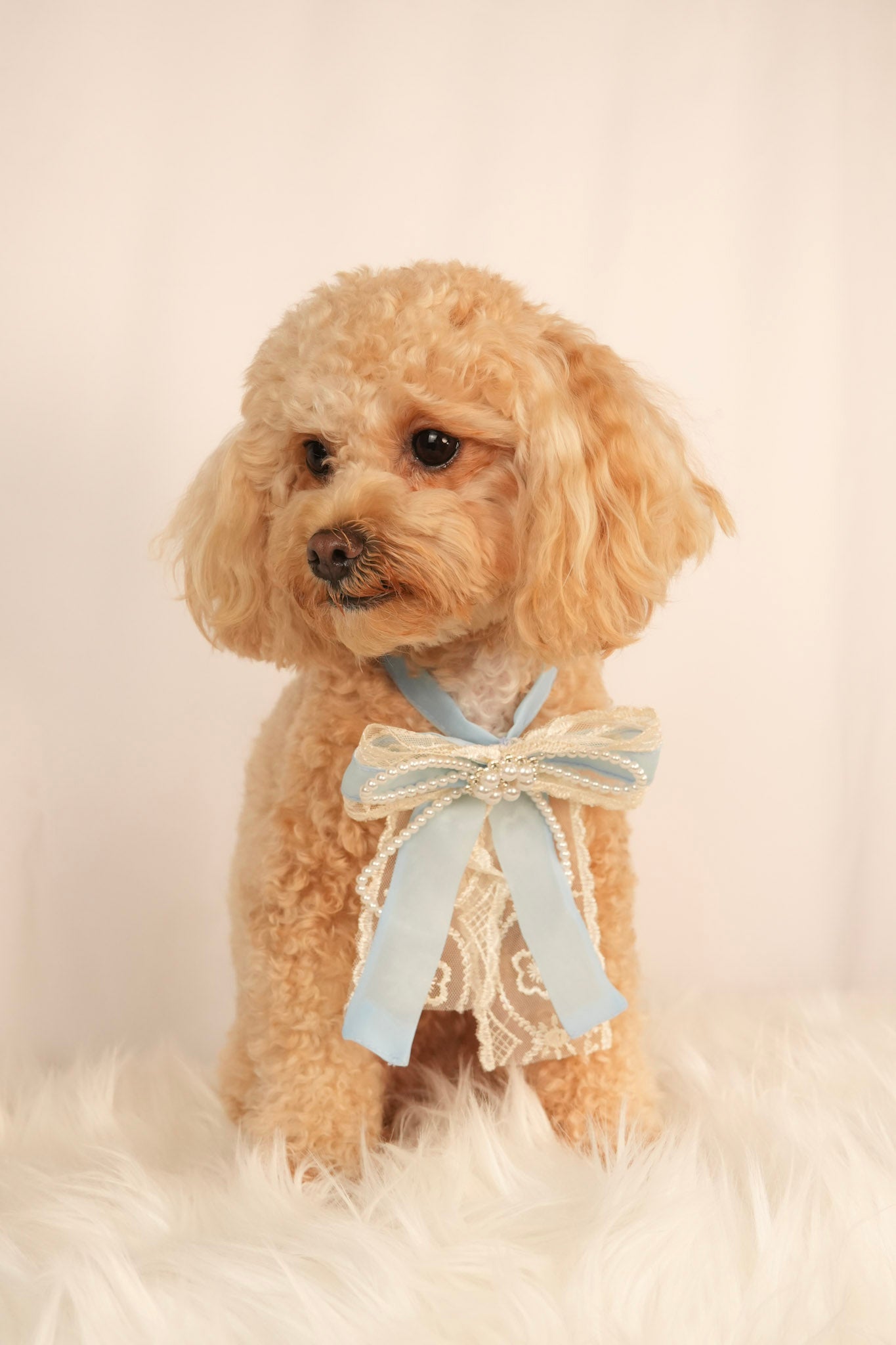 pearl pet necklace with cute bow charm