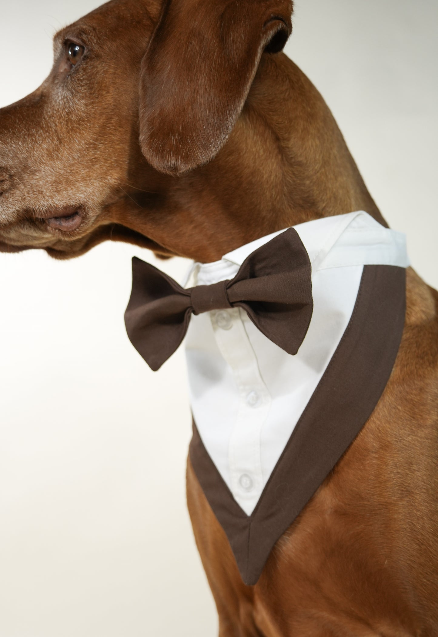 brown classic bow for pets elegant accessory