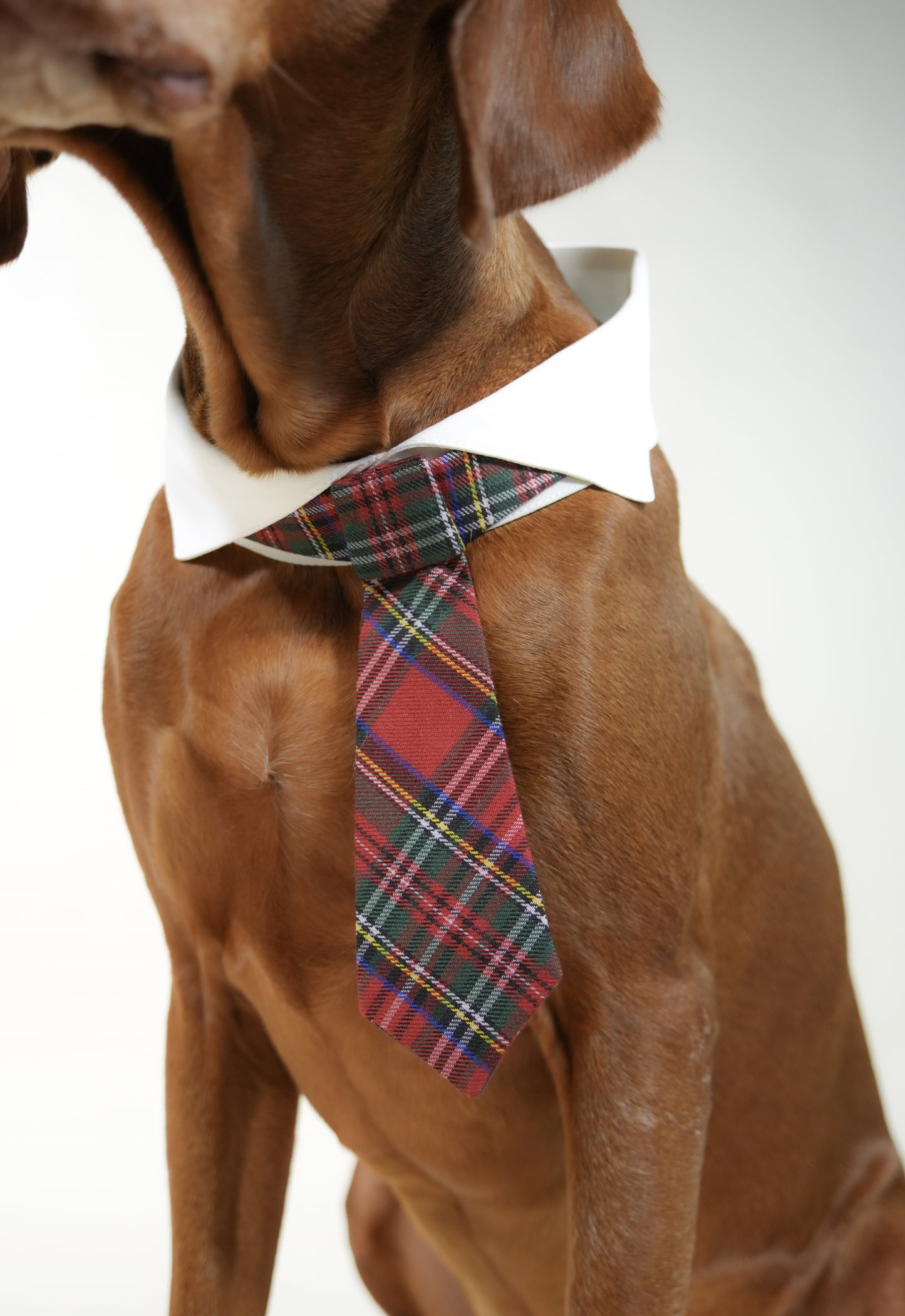 red classic pet tie with line patterns