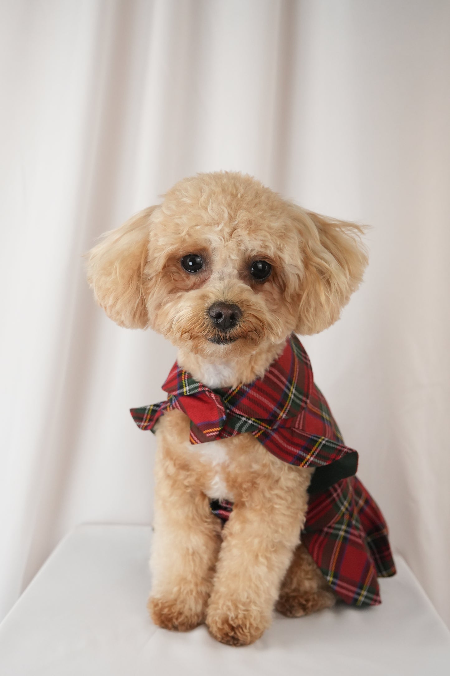 red patterned pet dress with crisscross design and bow