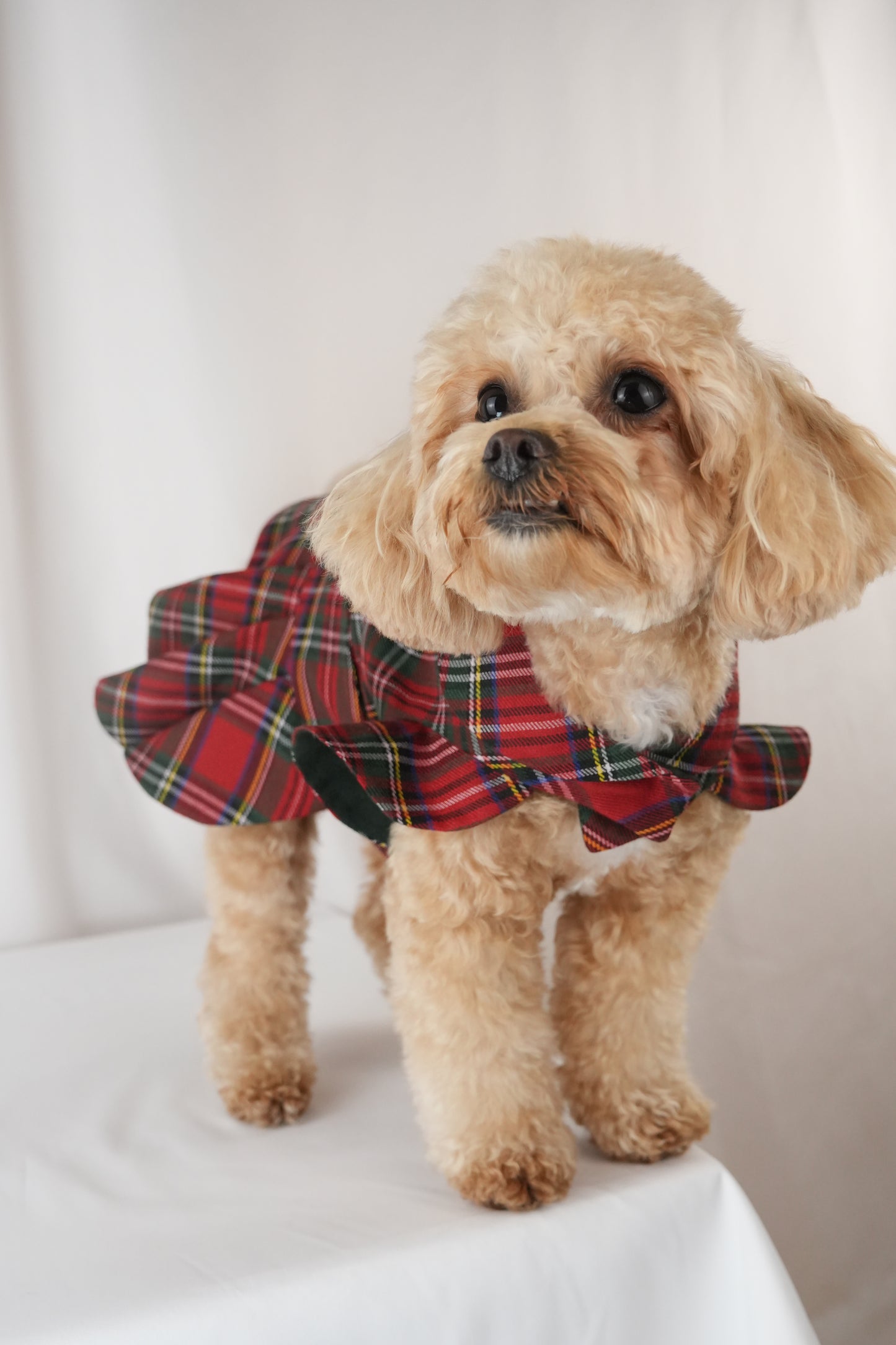 red patterned pet dress with crisscross design and bow