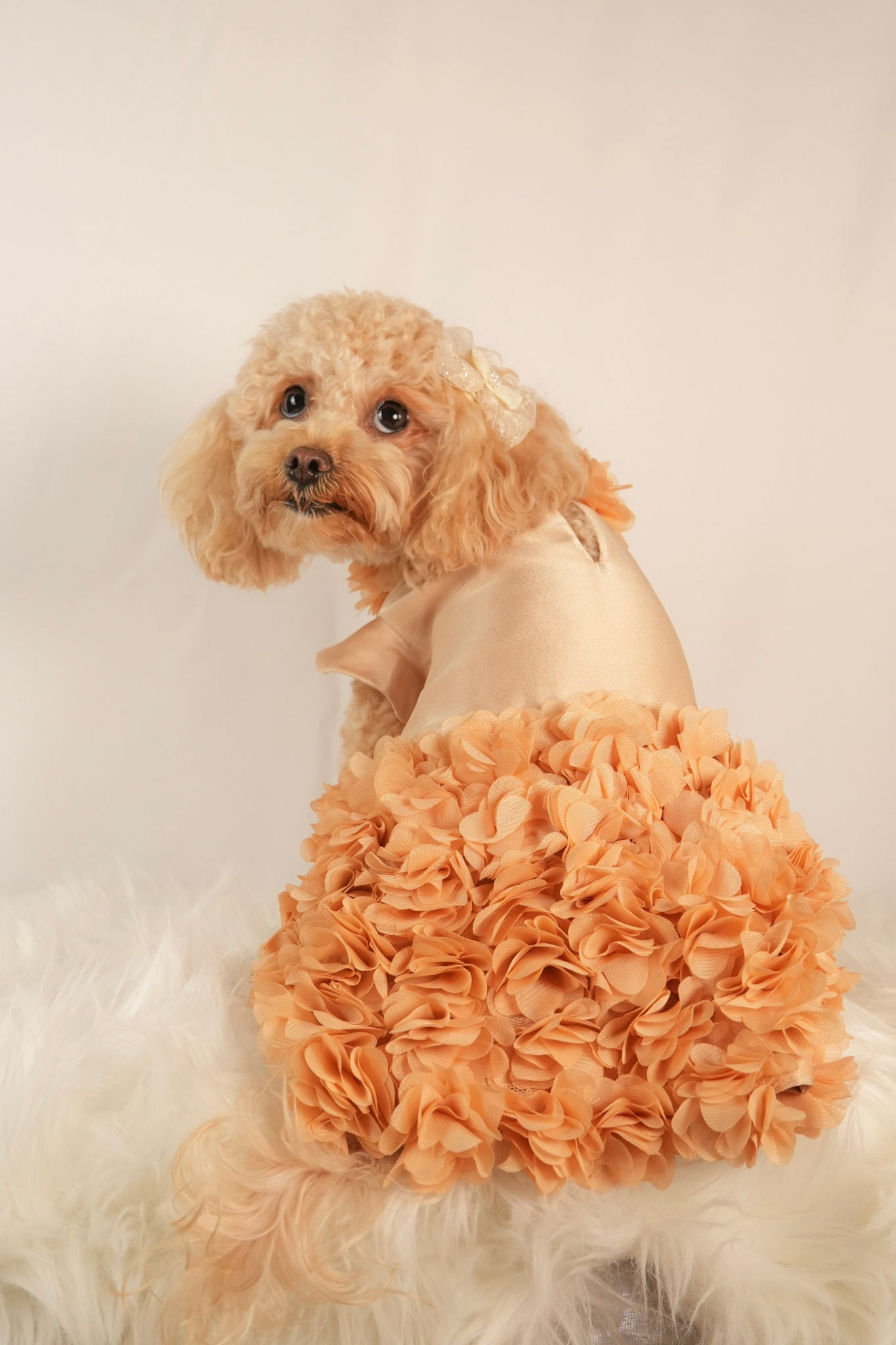 Magnolia Belle elegant beige pet dress with delicate floral petal details