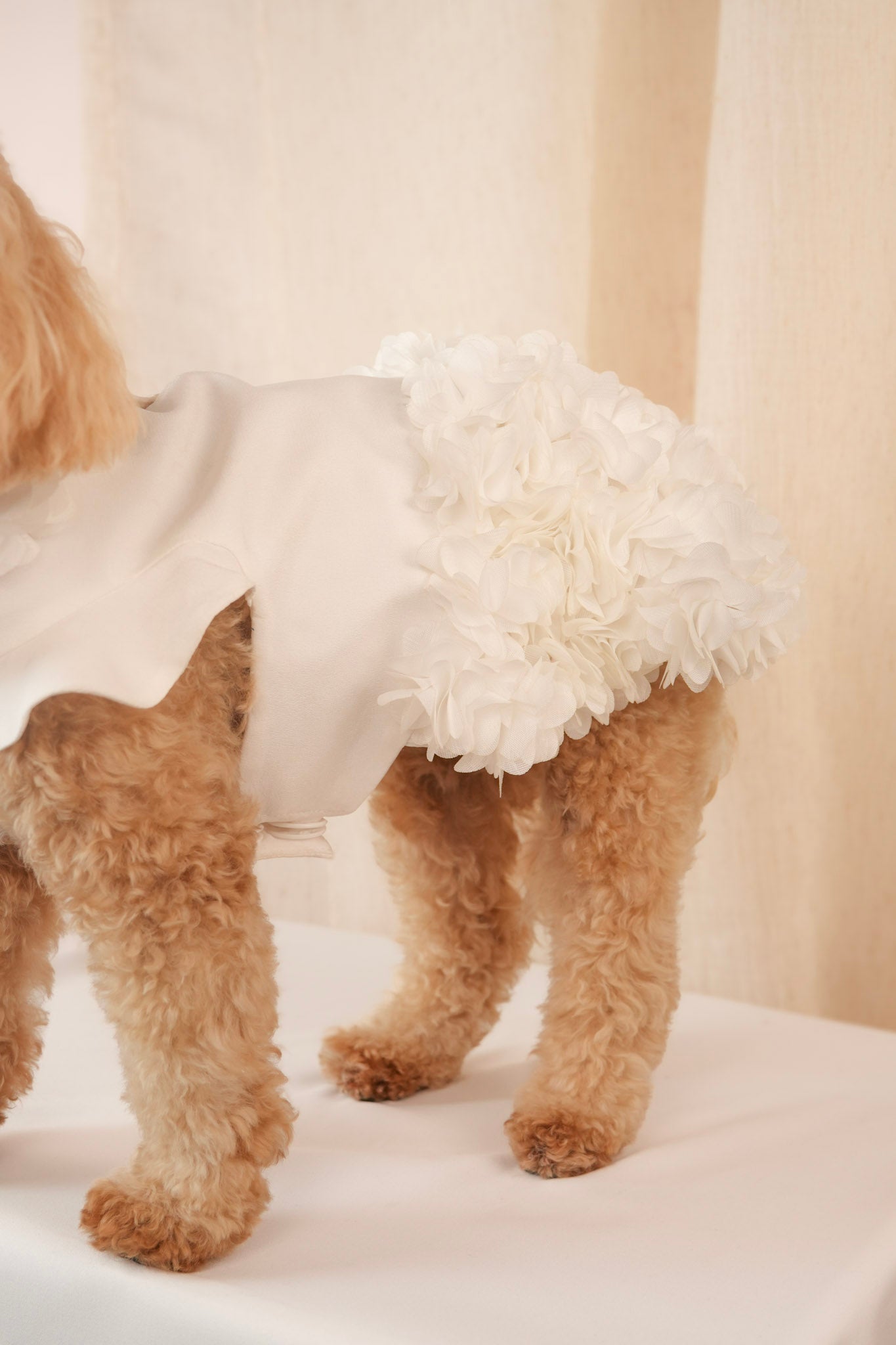 Magnolia Belle elegant white pet dress with delicate floral petal details