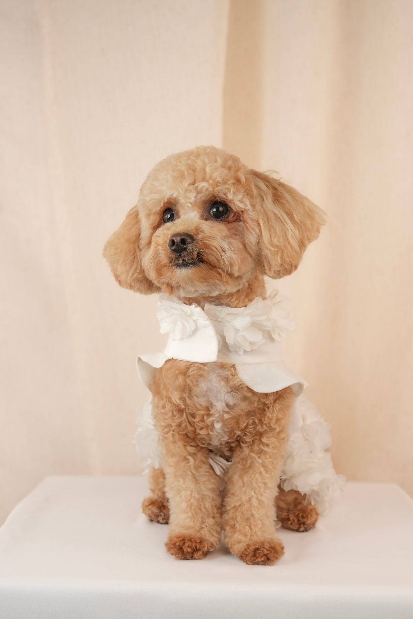 Magnolia Belle elegant white pet dress with delicate floral petal details