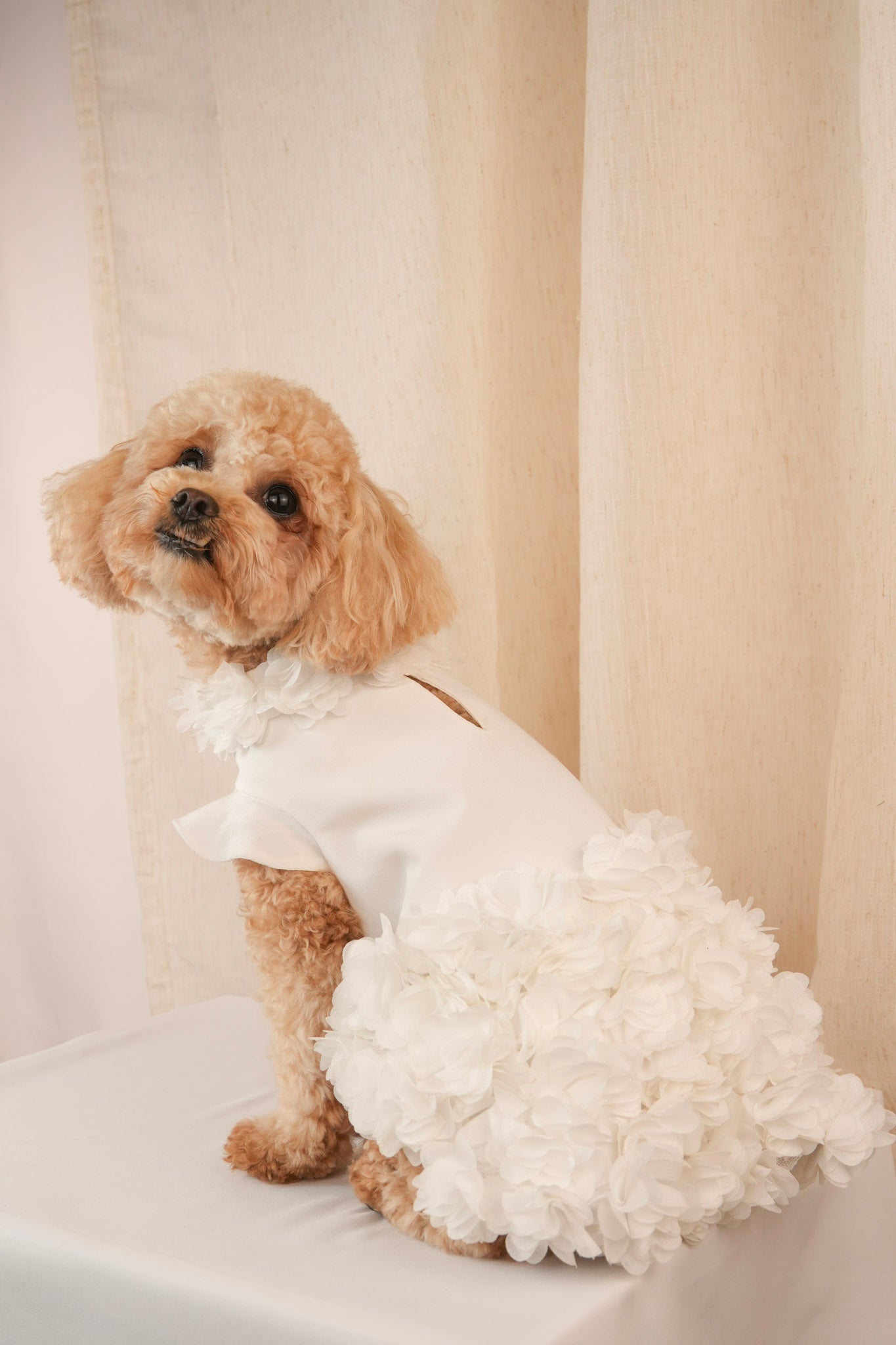 Magnolia Belle elegant white pet dress with delicate floral petal details