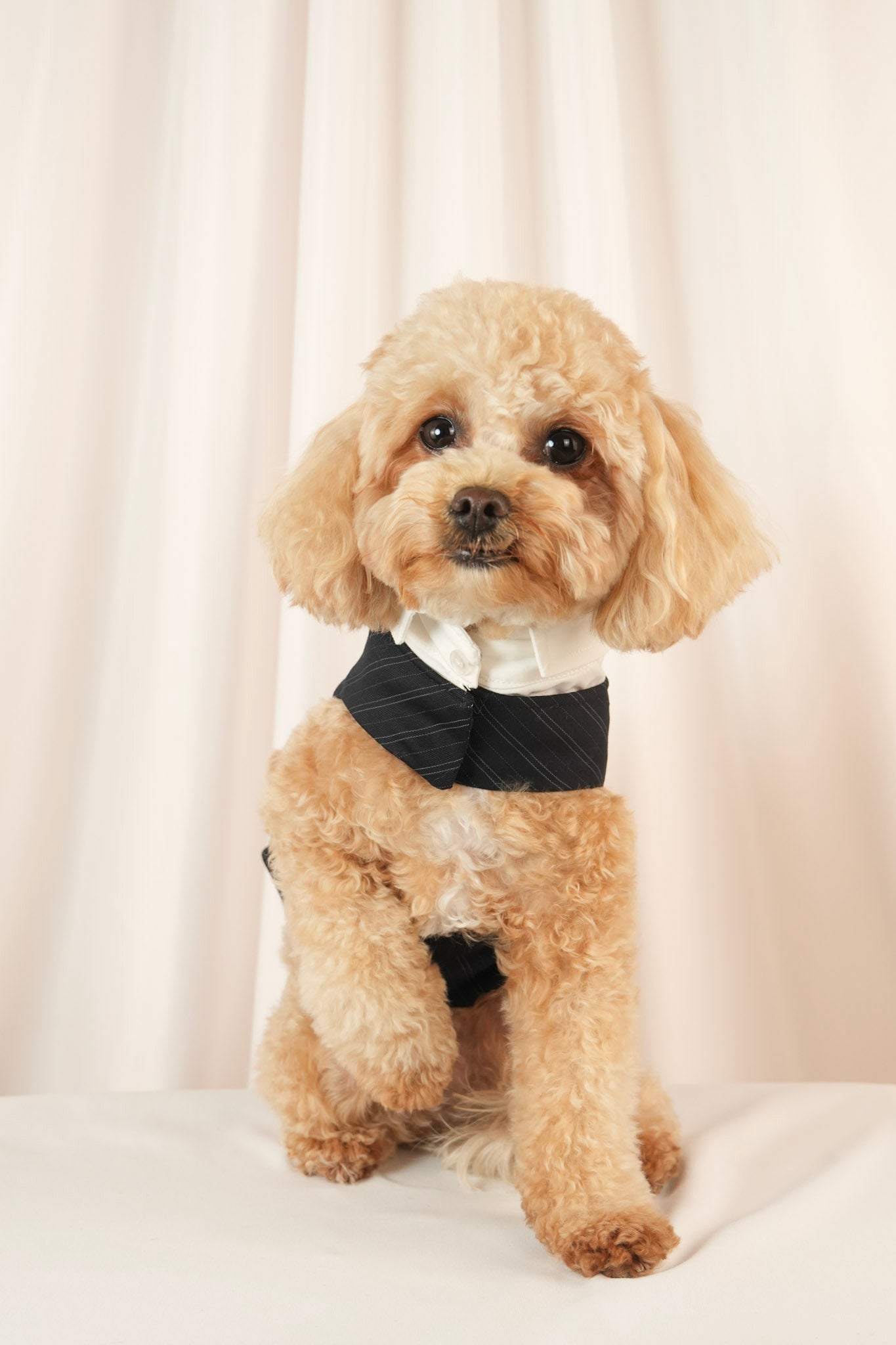 midnight marquis black tuxedo vest with bow