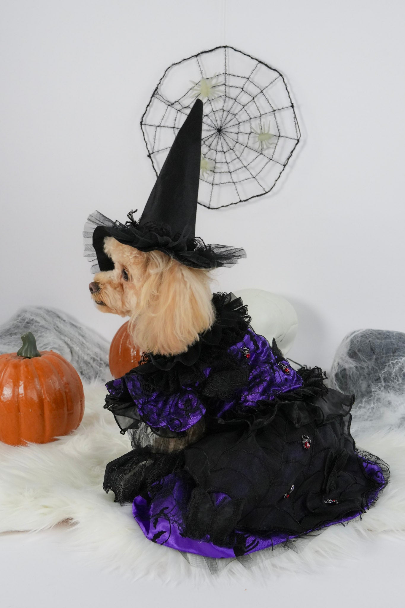 Spooky witch pet costume for Halloween