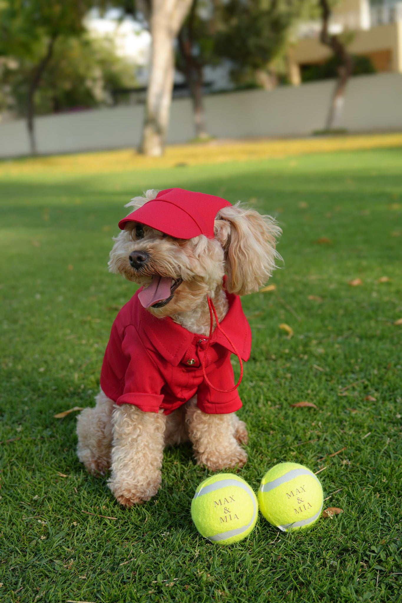 red polo shirt with matching cap for pets