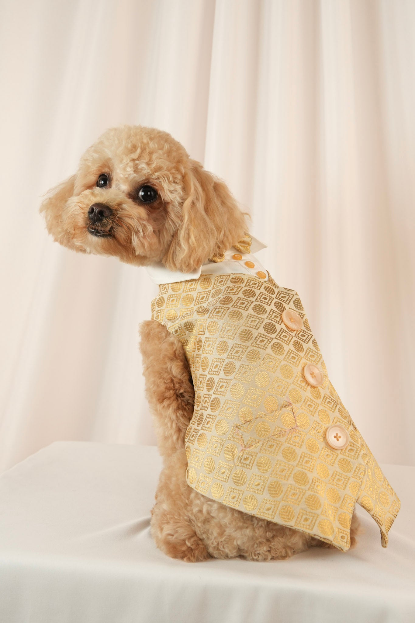 sunlit gentlemen gold pet vest