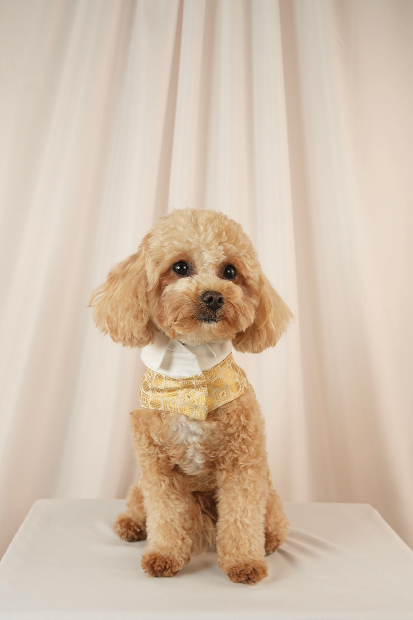 sunlit gentlemen gold pet vest