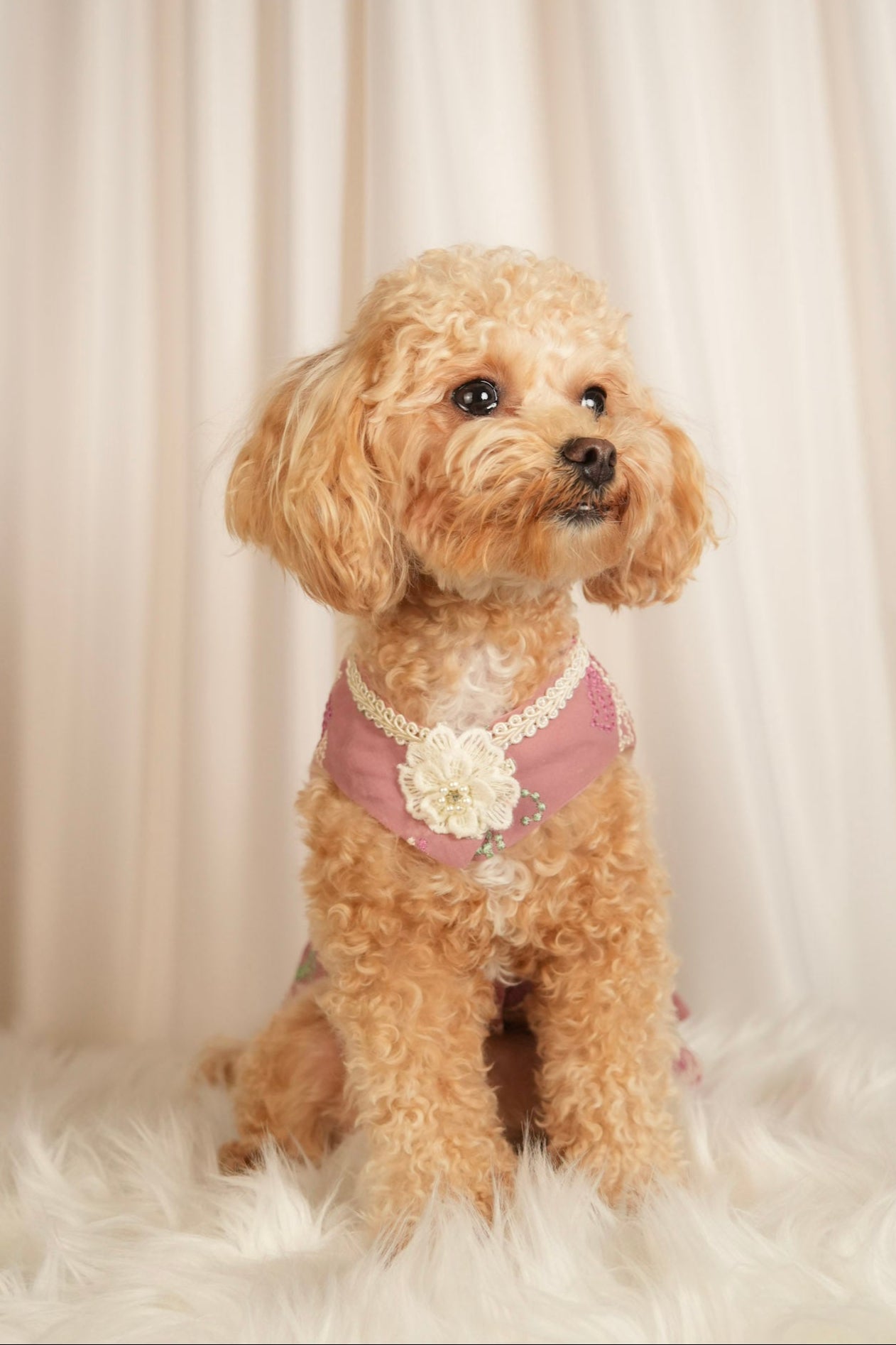 purple pet dress with floral patterns