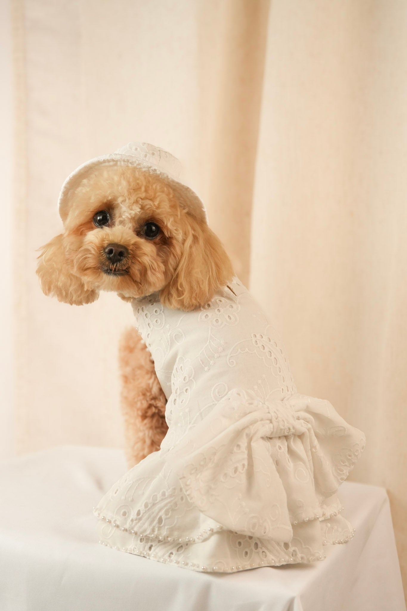 white camellia elegant pet dress