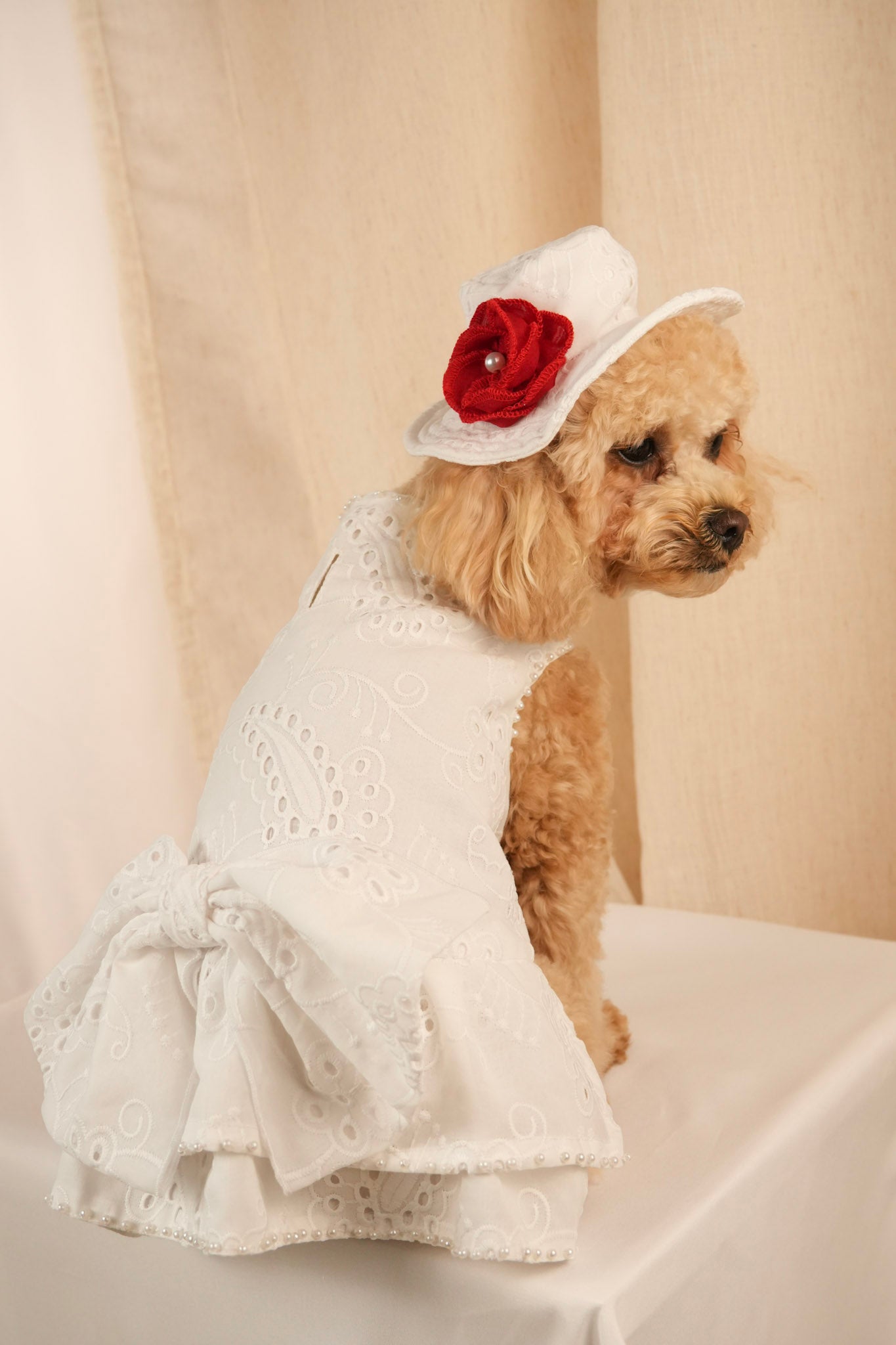 white camellia elegant pet dress