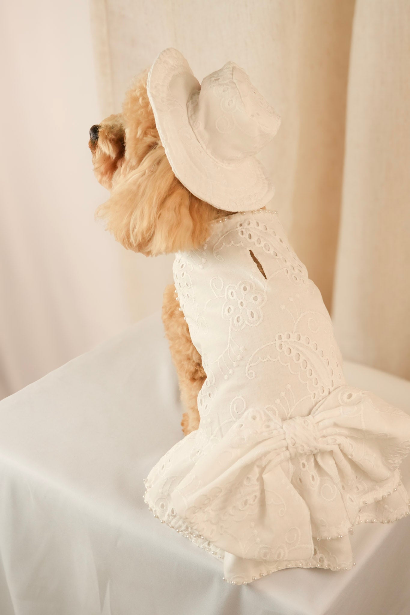 white camellia elegant pet dress
