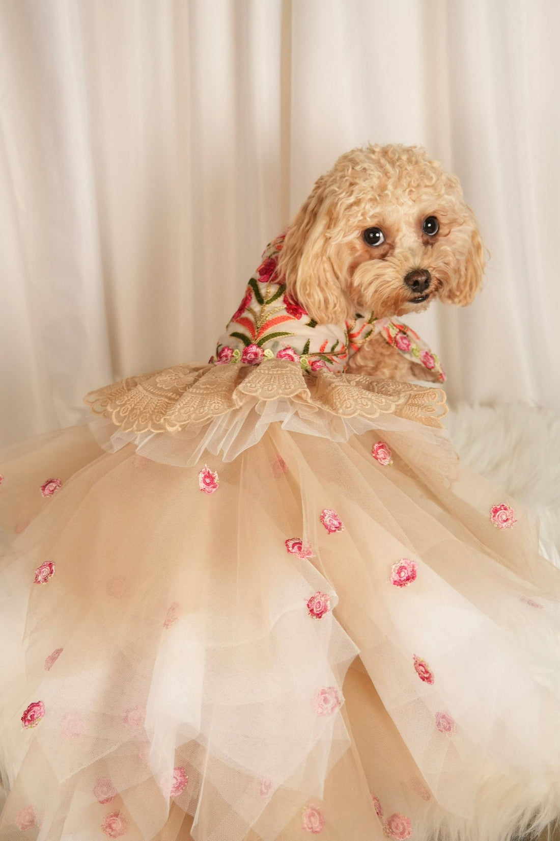 The Art of Dressing Your Pet for Every Occasion — Casual to Chic in Seconds
