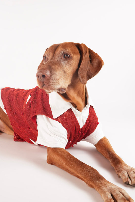 Charming Valentine pet vest