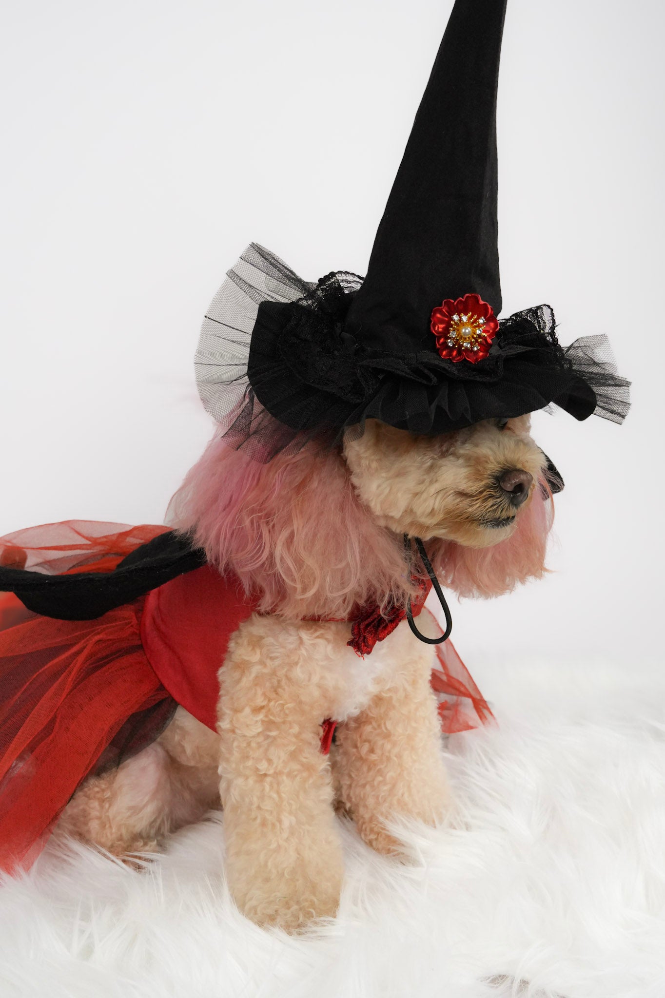 custom Halloween pet outfit