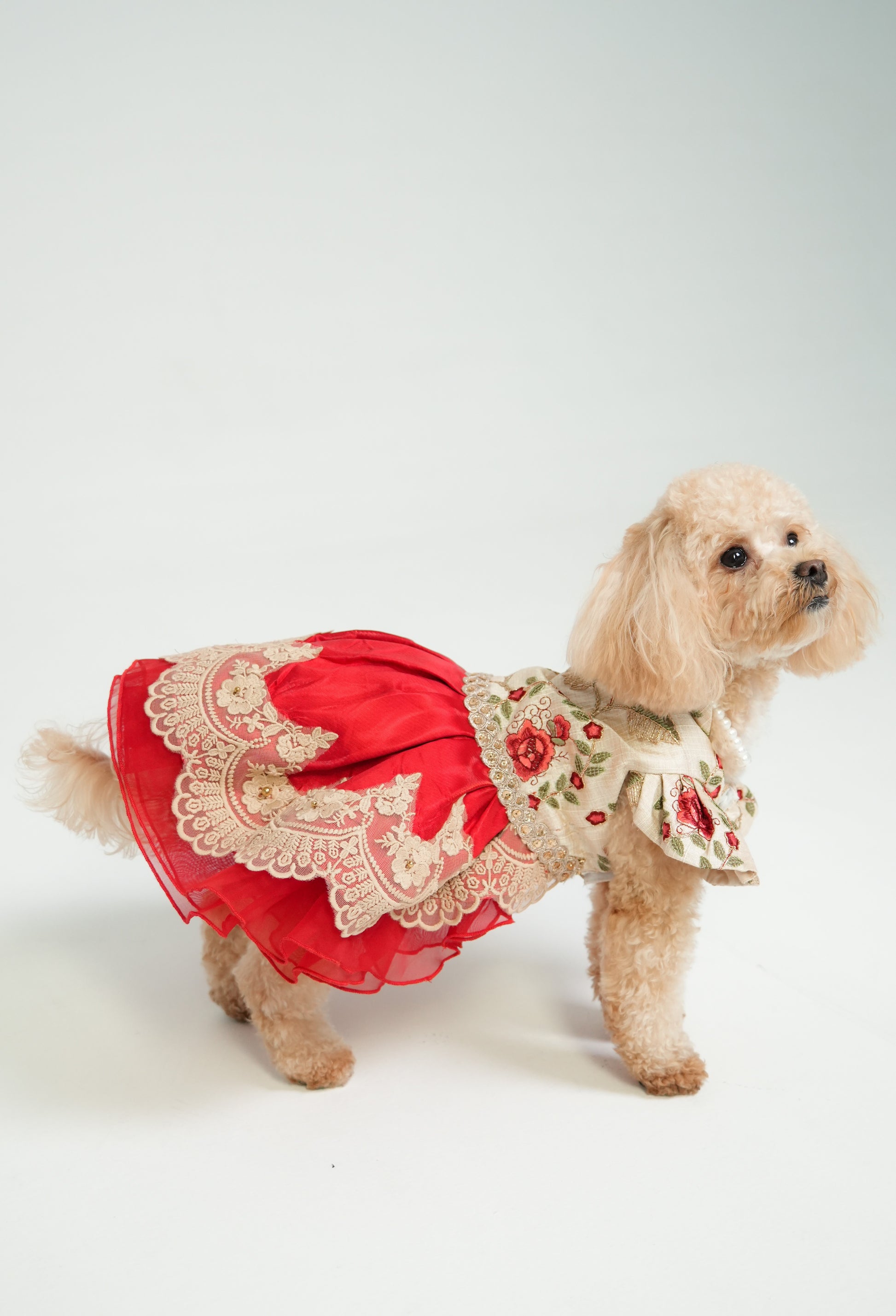 Elegant dog dress