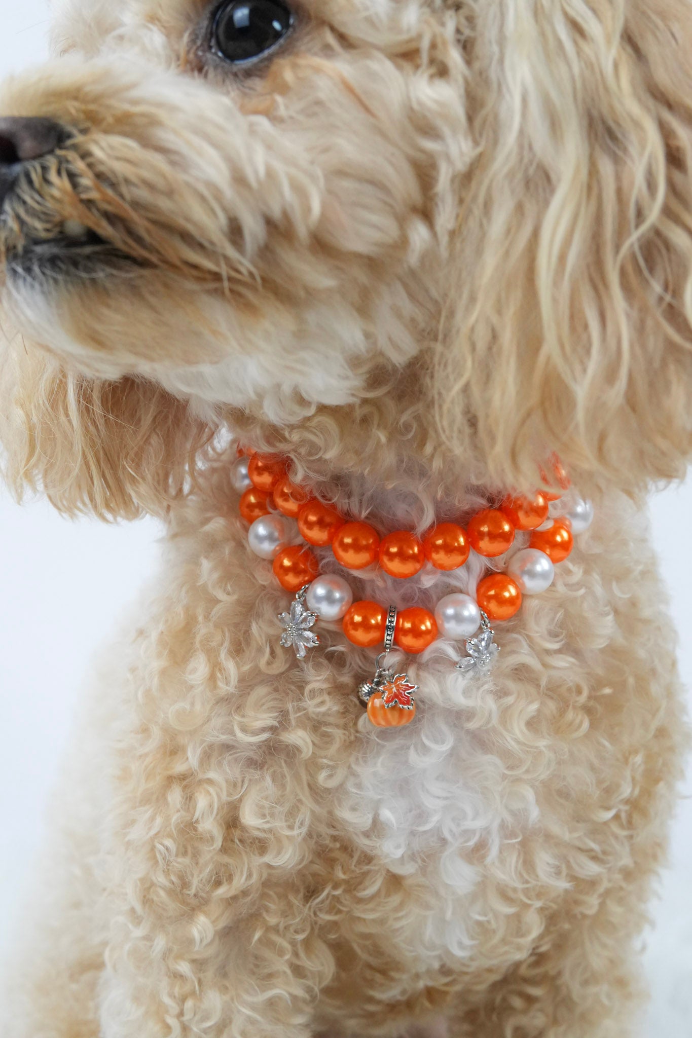 Halloween pet necklace with charms