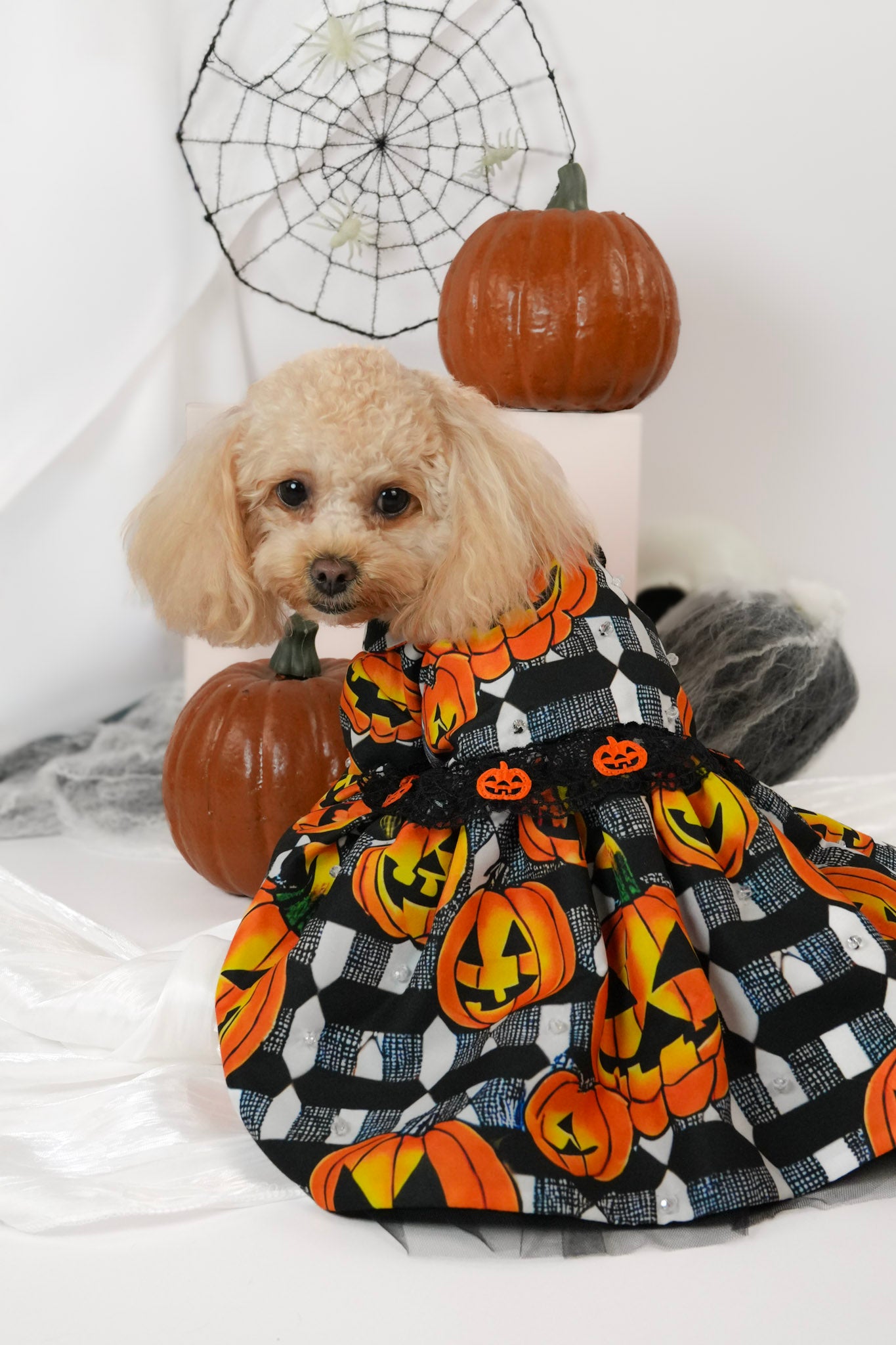Halloween pumpkin pet outfit