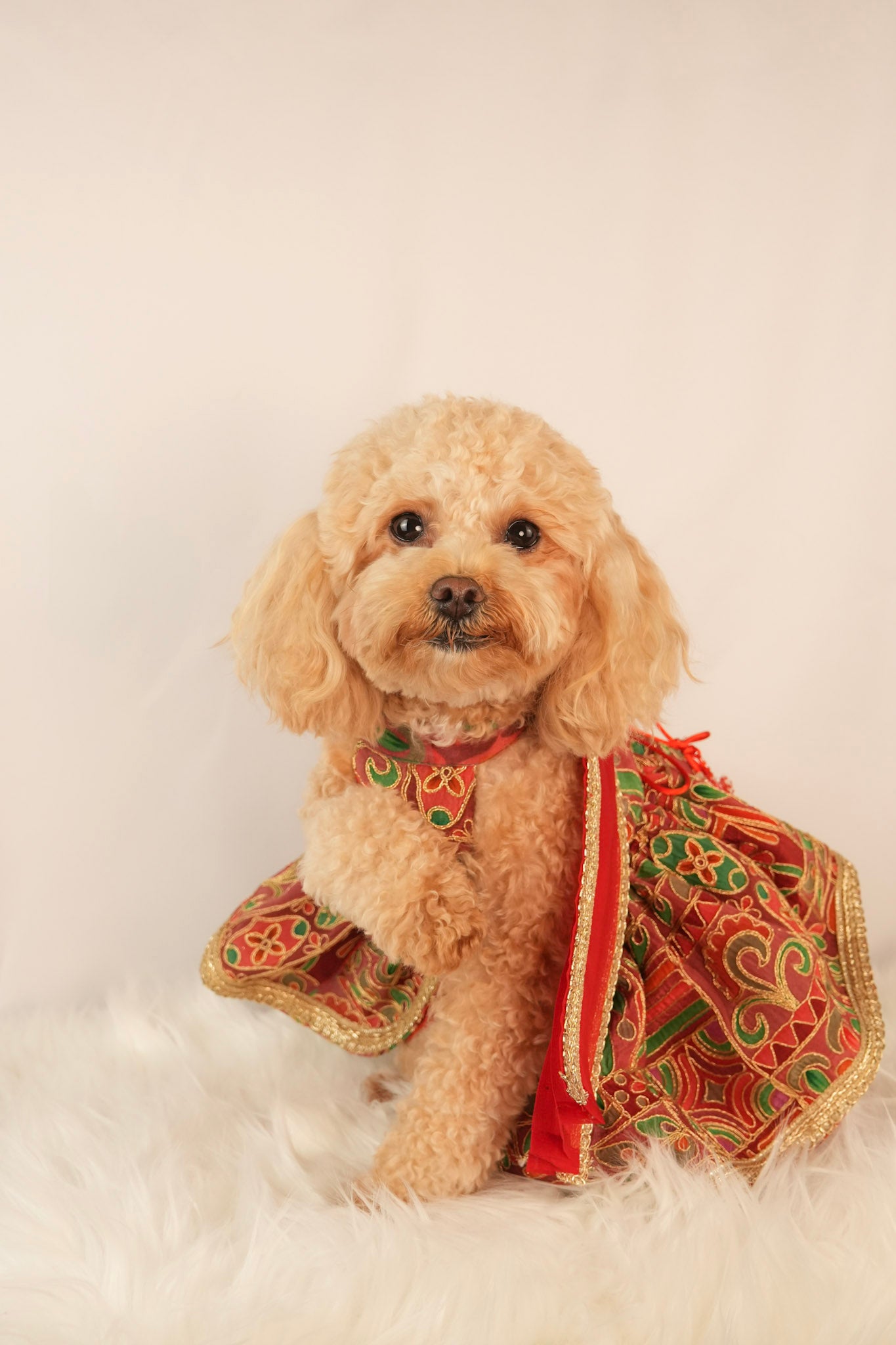 red sari style pet dress with matching bow