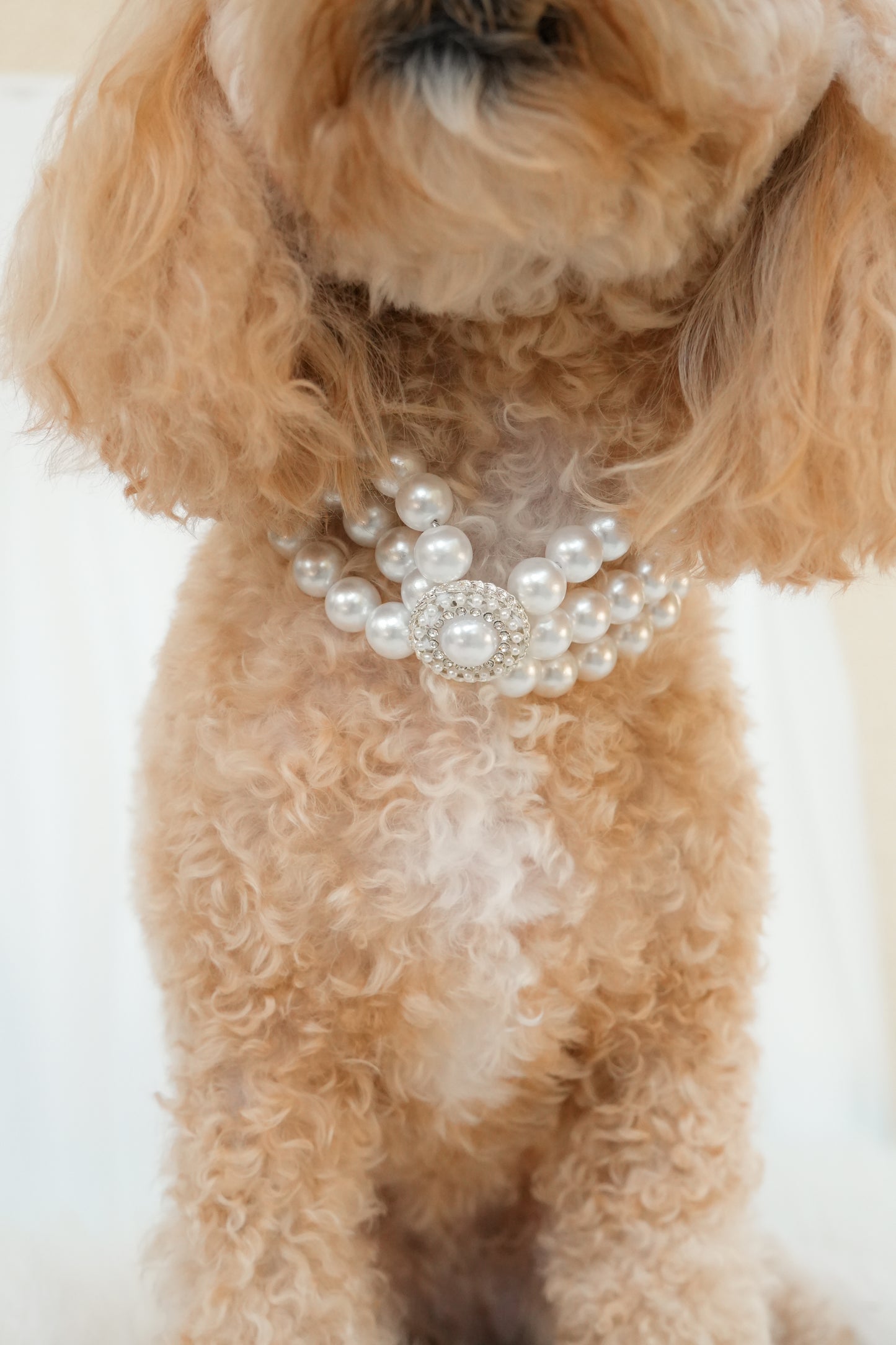 Elegant pearl necklace for pets