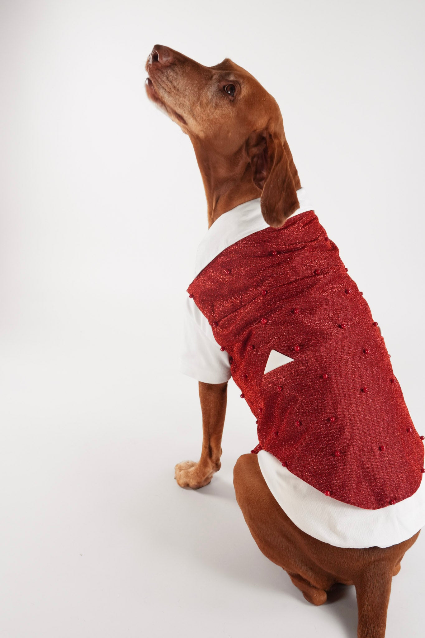 Red pet vest Valentines