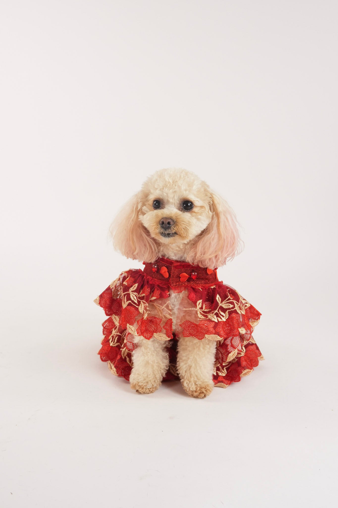 Stylish Valentine's pet dress