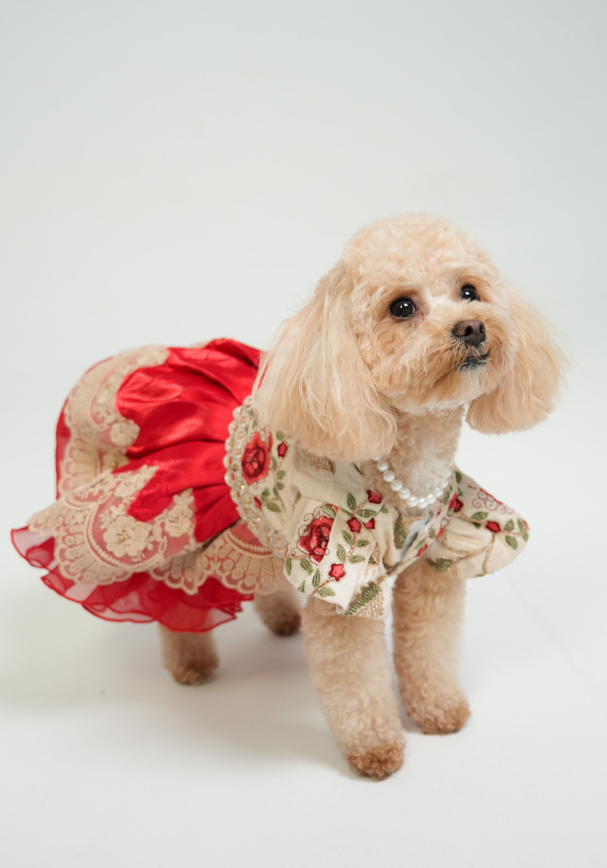 Stylish red Scarlet Star dress for pets