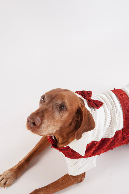 Valentine pet outfit for stylish pets