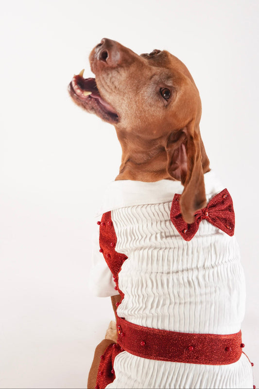 Valentine outfit for pets with cute bow