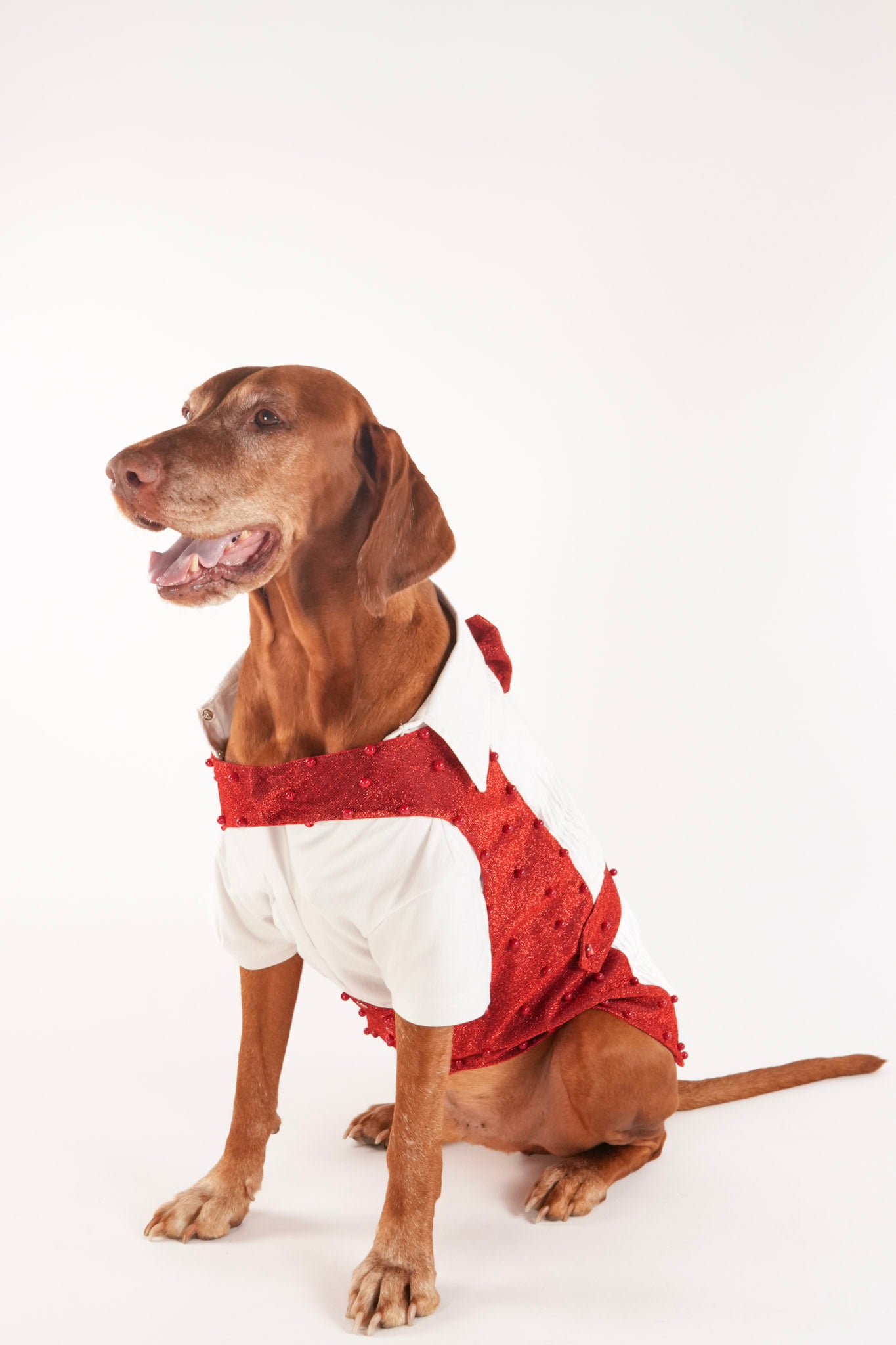 Valentine pet outfit with undershirt and red vest