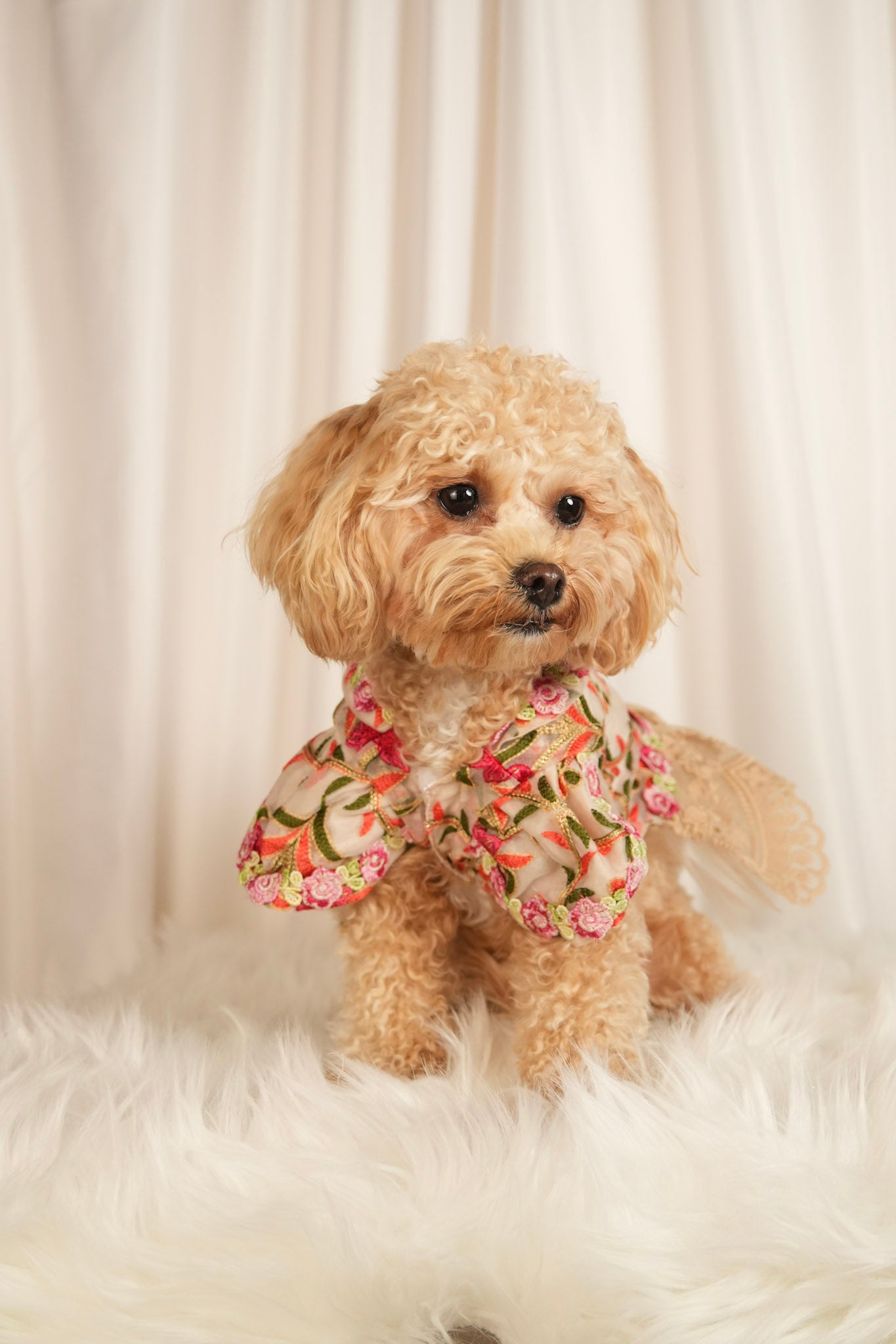 bloom allure floral pet dress