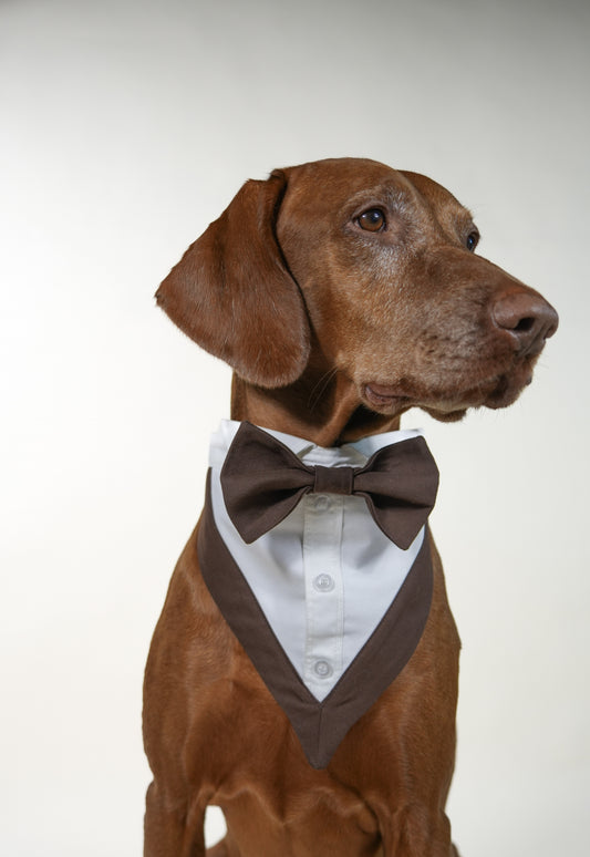 brown classic bow for pets elegant accessory