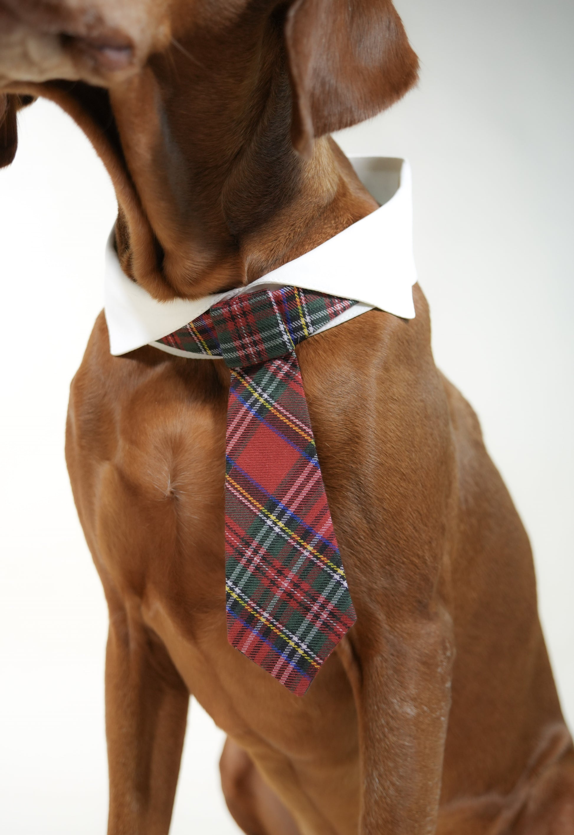 red classic pet tie with line patterns