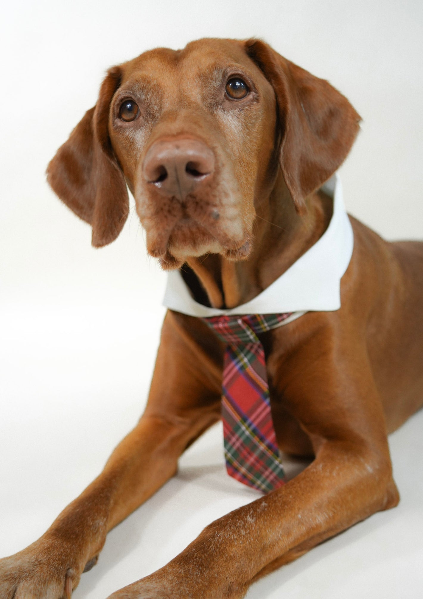 red classic pet tie with line patterns
