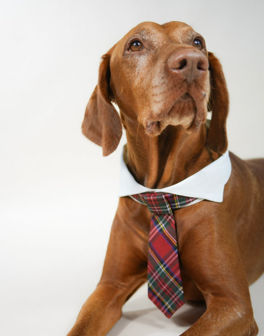 red classic pet tie with line patterns