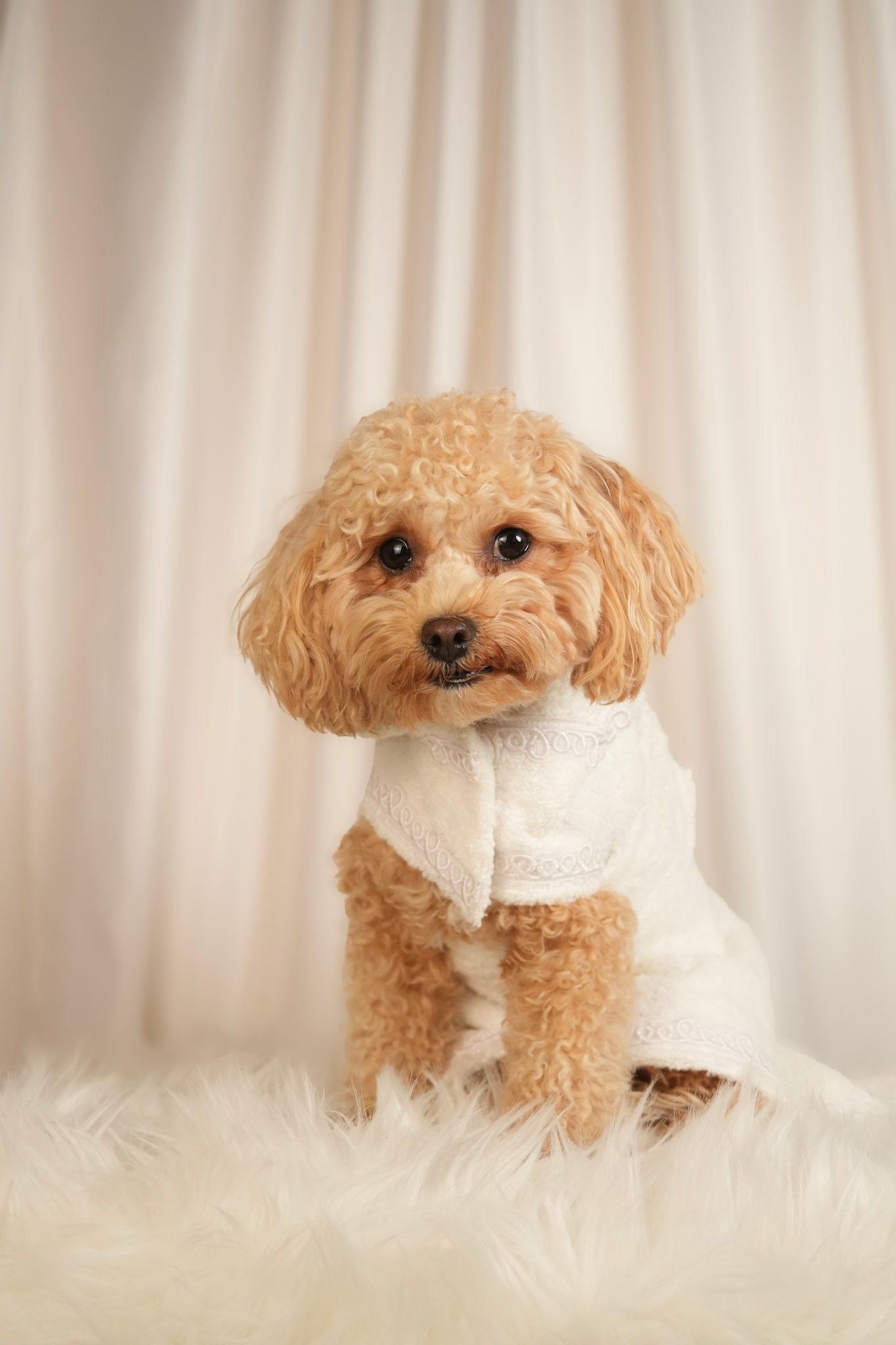 Cosy Cocoon ultra-soft pet bathrobe with adjustable waist strap and hood