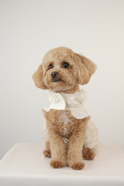 cute white pet dress