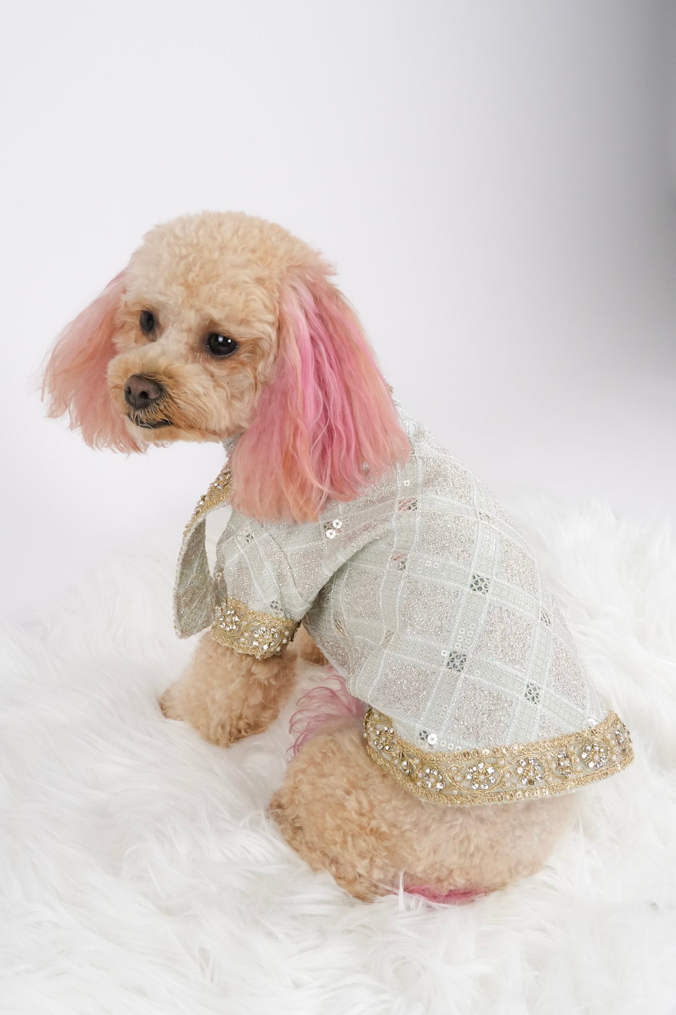 Diwali pet outfit side view