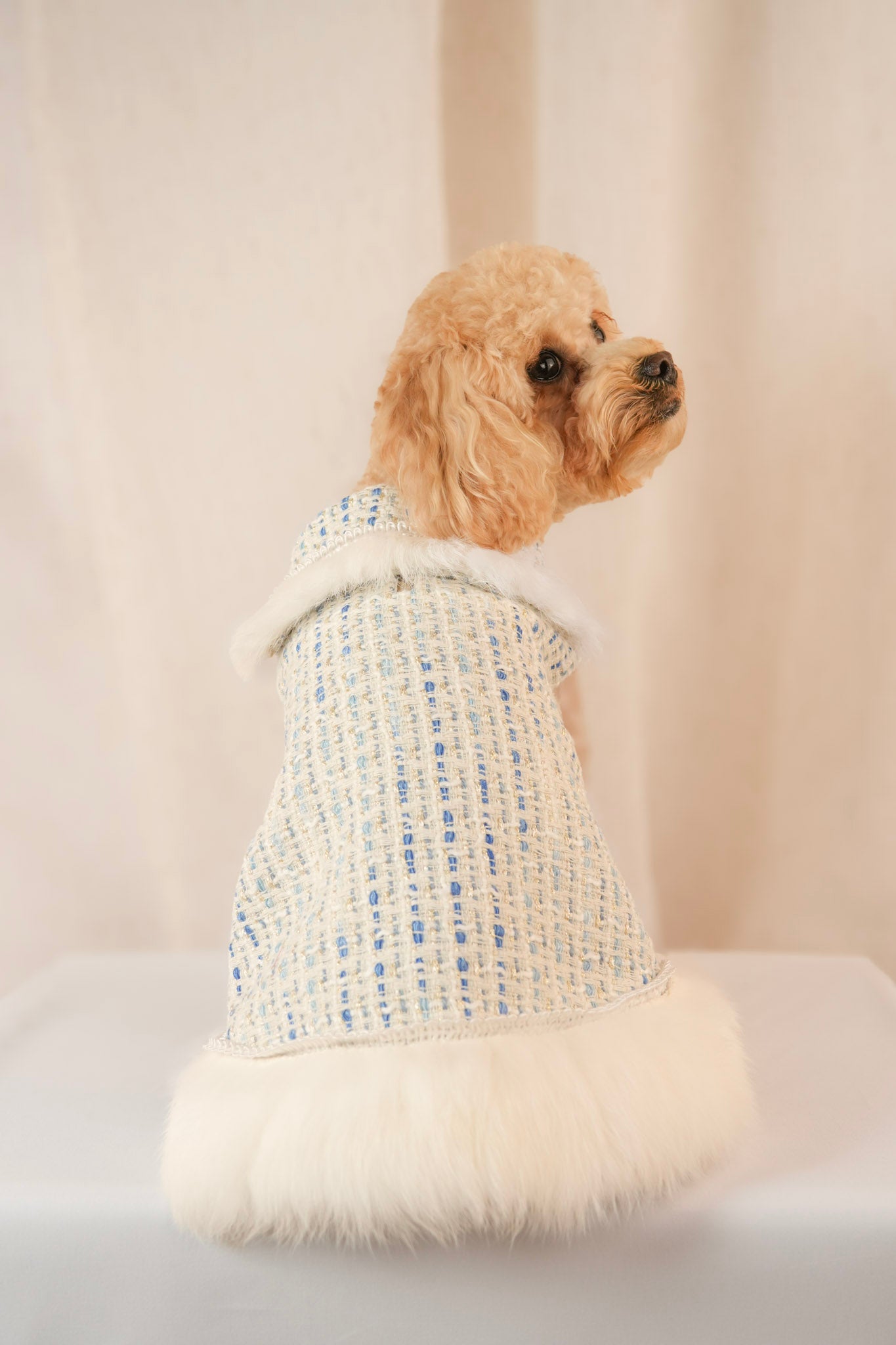 Earl Grey Elegance blue pet dress with removable feathers