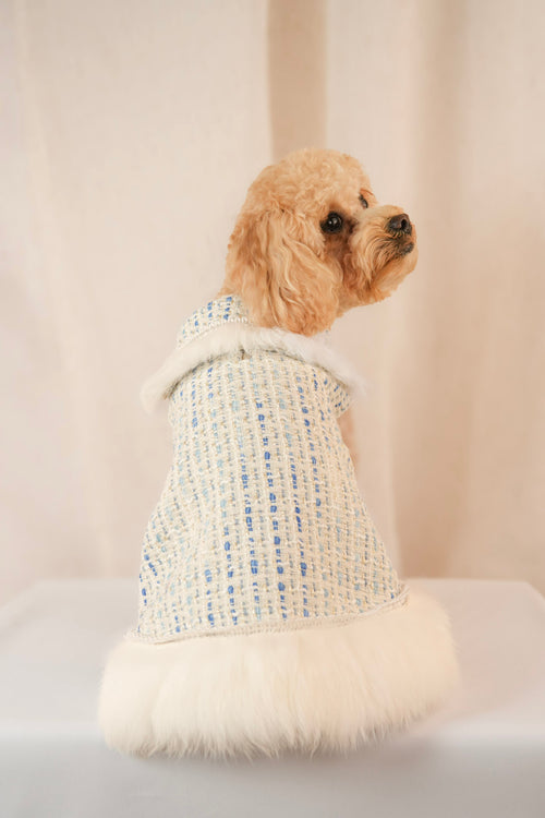 Earl Grey Elegance blue pet dress with removable feathers