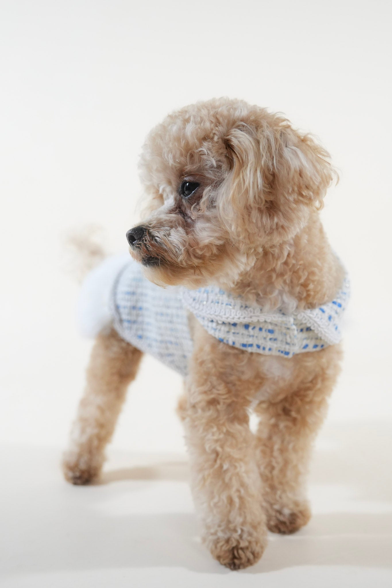 Earl Grey Elegance blue pet dress with removable feathers