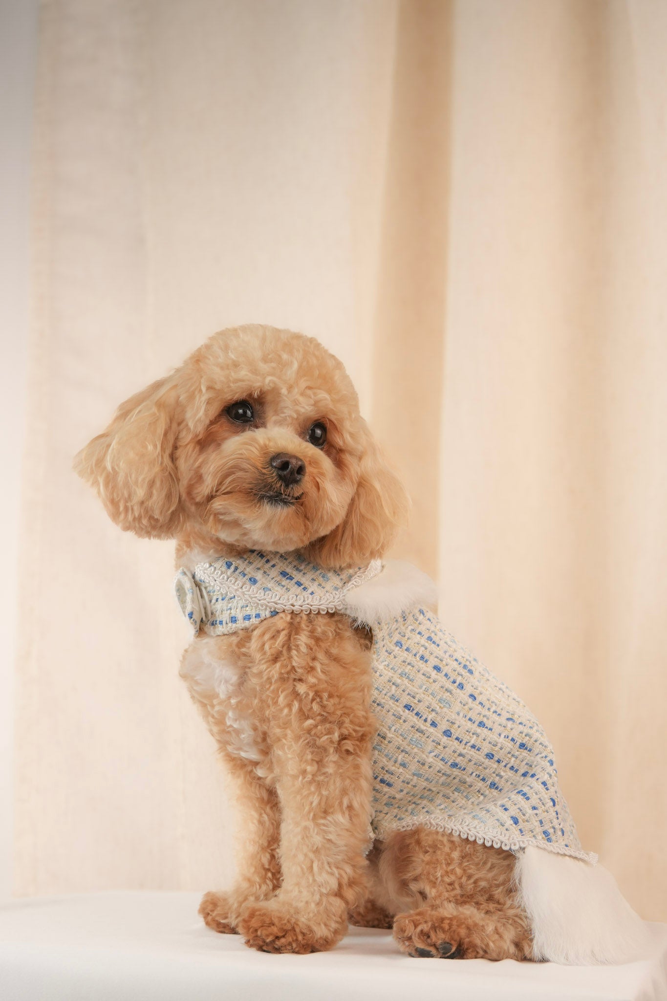 Earl Grey Elegance blue pet dress with removable feathers